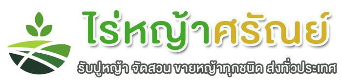 รับปูหญ้า จัดสวน ปูสนาม ขายหญ้านวลน้อย มาเลเซีย เบอมิวด้า ญี่ปุ่น พาสพาลั่ม สดจากไร่หญ้าโดยตรง | ไร่หญ้าศรัณย์.com